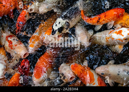 Koi fish feeding frenzy orange goldfish Stock Photo