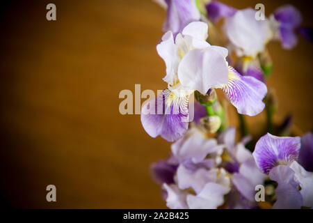 Beautiful blue fleuret- Iris. It is on wooden background Stock Photo