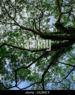 Bottom view of green tree and branches with bright blue sky and white cloud. Bottom view background of tree with green leaves. Tall tree. Natural Stock Photo