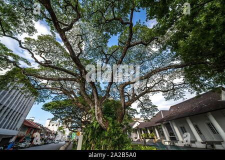 A Big Tree Beside The Old Kuching High Court Sarawak Malaysian Borneo Malaysia Southeast Asia Asia Stock Photo Alamy