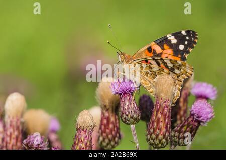 Close up image of colorful painted lady butterfly with spread wings sitting on purple thistle growing in a meadow on a summer day. Green background.
