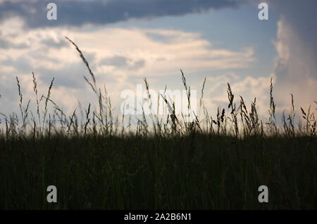 Surface level shot of Tall Fescue on a cloudy day. Stock Photo