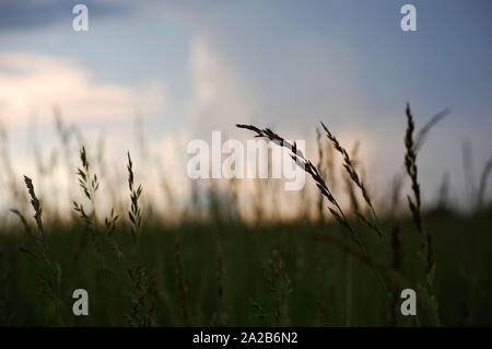 Surface level shot of Tall Fescue on a cloudy day. Stock Photo