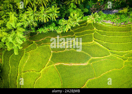 Aerial view looking straight down onto tropical rice terraces in Bali Stock Photo