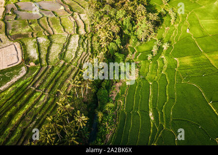 Aerial view looking straight down onto tropical rice terraces in Bali Stock Photo
