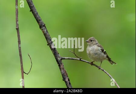 Common chaffinch (Fringilla coelebs) female on branch against green background, Bialowieza Forest, Poland, Europe.