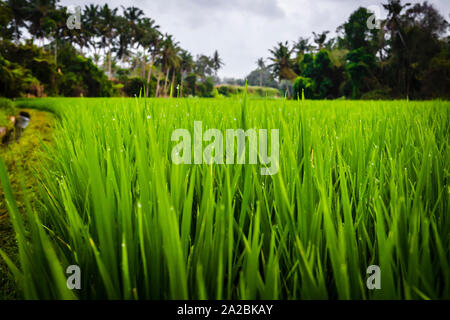 Close up of fresh rice crops in a rice terrace in Bali Stock Photo