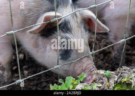 Saddleback piglets (sus scrofa domesticus) behind the fencing of a pigsty.