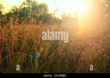 Tall grass covered with dew at sunrise. Meadow grass in sun glare. Sunny rays illuminate grass in meadow. Field with dew at dawn. Meadow plant in
