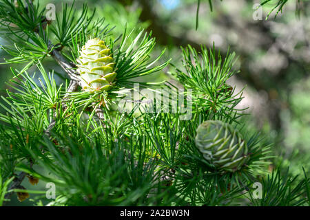 Bright green fluffy branches with cones of larch tree Larix decidua Pendula in summer day. Natural beauty of elegant larch tree twig. Close-up branch Stock Photo