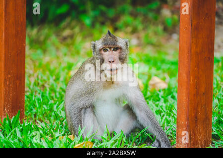 Wild monkey on top of a tree, holding on branches. Primate Macaco