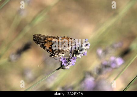 Vanessa cardui; painted lady butterfly in Tuscany Stock Photo