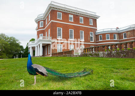 Bicton College main building, with peacock. Bicton House (Georgian mansion) in East Budleigh, Budleigh Salterton. UK (110) Stock Photo