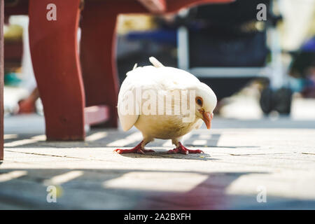 a white pidgeon looking for food on the street at daylight Stock Photo