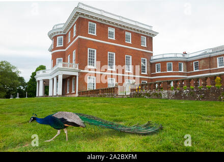 Bicton College main building, with peacock. Bicton House (Georgian mansion) in East Budleigh, Budleigh Salterton. UK (110) Stock Photo