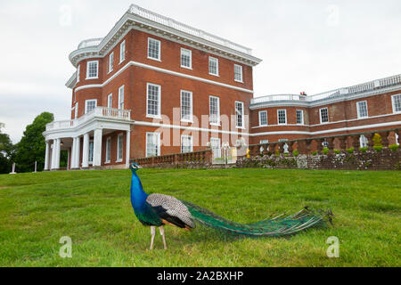 Bicton College main building, with peacock. Bicton House (Georgian mansion) in East Budleigh, Budleigh Salterton. UK (110) Stock Photo