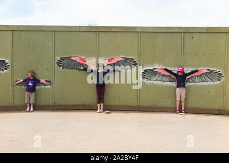Construction site hoarding / building work works fence painted with the wings / wing span / wing spans of various large birds, with children / kids holding their arms out in comparison (110) Stock Photo
