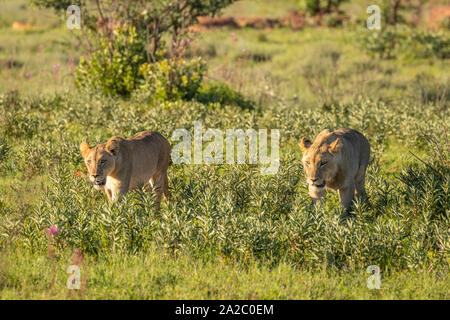 Lion cubs ( Panthera Leo) walking in the morning light in the savannah, Welgevonden Game Reserve, South Africa. Stock Photo
