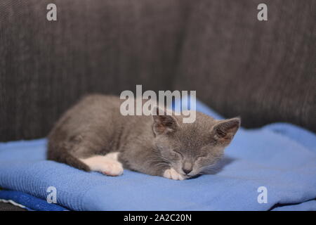 Gray baby cat sleeping Stock Photo