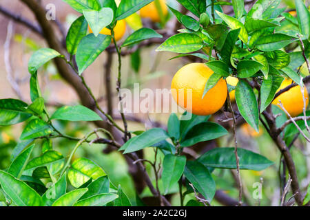 Ripe tangerines on the branches in the garden.  Autumn harvest. Stock Photo