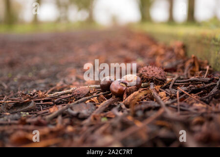 Dried leaves and conkers on the ground in Autumn Stock Photo