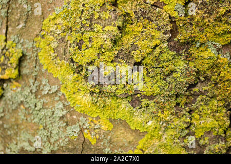 Lichen growing on a large tree trunk Stock Photo
