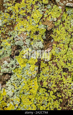 Lichen growing on a large tree trunk Stock Photo
