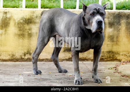 Dog of the Cane Corso race of adult age in haughty pose Stock Photo