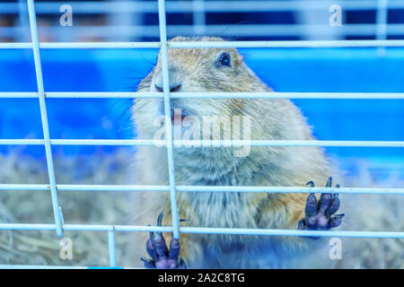 The prairie dog in a cage. It s small mammals are in the same family as squirrels Stock Photo Alamy