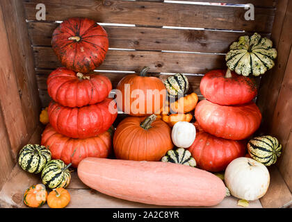 Multicolored decorative pumpkins on autumn festival. Stock Photo