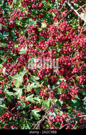 A mass of bright red berries on a Hawthorn bush. The Hawthorn is also known as May and provides a rich source of winter food for many bird species Stock Photo