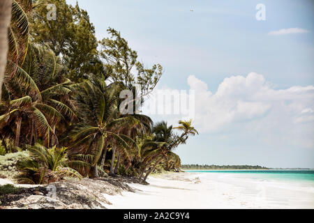 Palm trees on white sandy tropical beach Stock Photo