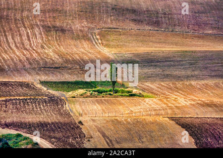 Tree in an harvested wheat field in Shamakhi, Azerbaijan Stock Photo