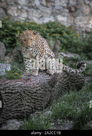 Jaguar on wood in wild
