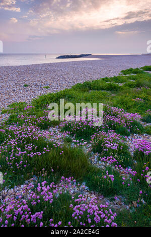 Thrift (Armeria maritima) growing along the beach in spring at Selsey, West Sussex, England. Stock Photo