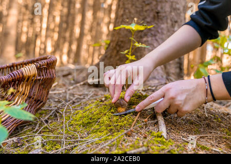 woman cuts off a mushroom in the woods with a knife Stock Photo