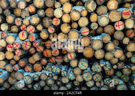 Piles of felled trees, logs, in the Italian Dolomites, Canazei, Italy Stock Photo
