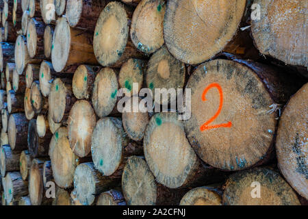 Piles of felled trees, logs, in the Italian Dolomites, Canazei, Italy Stock Photo