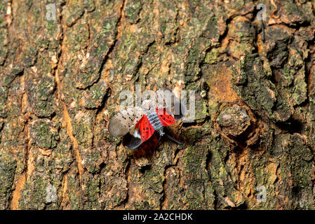 SPOTTED LANTERNFLY (LYCORMA DELICATULA) MALE DISPLAYING BREEDING BEHAVIOR ON A TREE TRUNK, PENNSYLVANIA Stock Photo