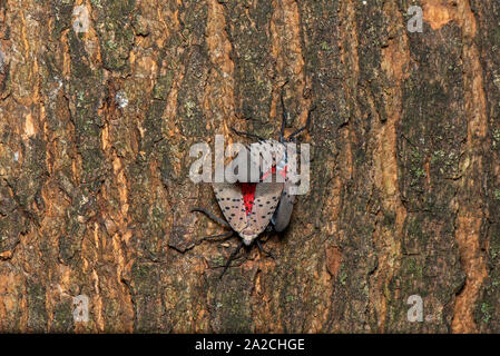 MATING PAIR OF SPOTTED LANTERNFLY (LYCORMA DELICATULA) COUPLED TOGETHER WITH MALE DISPLAYING BREEDING BEHAVIOR ON A TREE TRUNK, PENNSYLVANIA Stock Photo