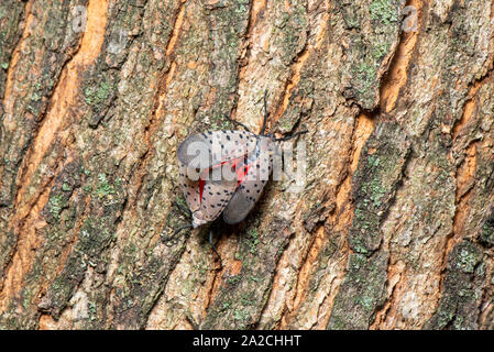 MATING PAIR OF SPOTTED LANTERNFLY (LYCORMA DELICATULA) COUPLED TOGETHER WITH MALE DISPLAYING BREEDING BEHAVIOR ON A TREE TRUNK, PENNSYLVANIA Stock Photo