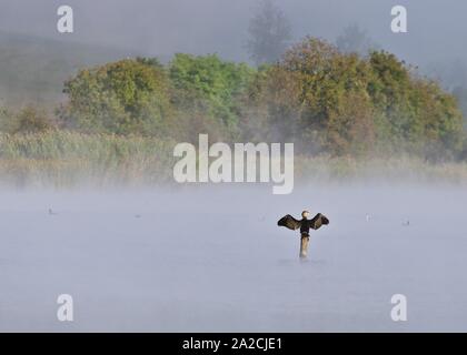 Great cormorant Phalacrocorax carbo drying its feathers at Pacsmag lakes Stock Photo