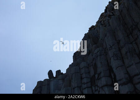 FULMAR (Fulmarus glacialis), Black Beach, Vík í Mýrdal, Iceland,  Southern Iceland, Iceland, Europe Stock Photo