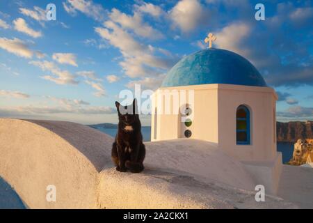 Domestic cat (Felis silvestris catus) in front of a church, Oia, Santorini, Greece Stock Photo