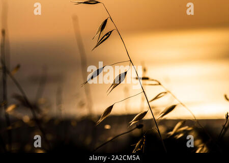Beautiful nature sunset landscape. Ears of golden wheat close up. Rural scene under sunlight. Summer background of ripening ears of agriculture landsc Stock Photo