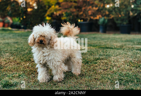 White poodle portrait in the garden Stock Photo