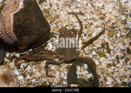 Atlantische Seespinne, Nordische Seespinne, Hyas araneus, Atlantic lyre crab, great spider crab, toad crab Stock Photo