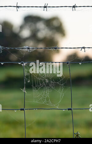 Dew covered spiders web on a barbed wire fence in the early morning. UK Stock Photo