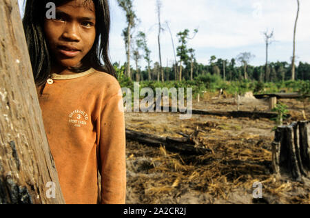 CAMBODIA, Mekong region, Stung Treng, logging of rainforest, children of settlers on deforested plots Stock Photo