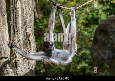 Brown spider monkey / variegated spider monkey (Ateles hybridus) in zoo, native to Colombia and Venezuela Stock Photo